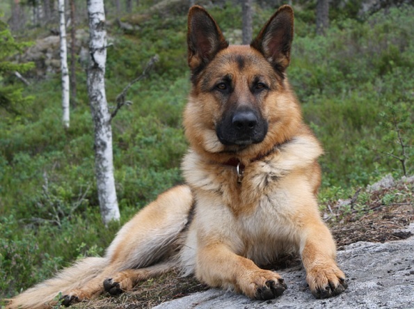Top 10 paling cerdas anjing trah: Gembala Jerman