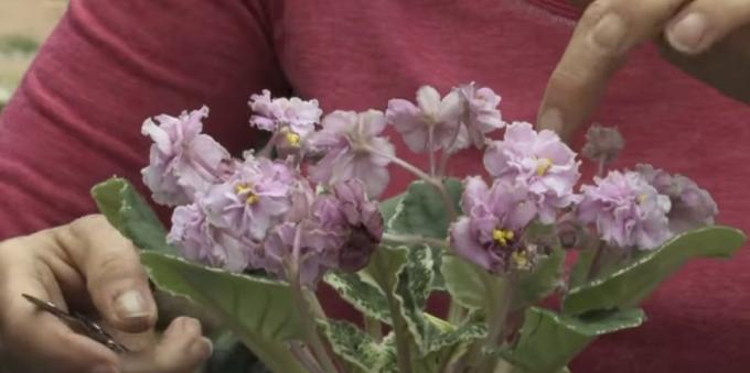 Cara merawat bunga violet periode berbunga