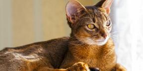Kucing Abyssinian: karakter, kondisi penahanan dan tidak hanya