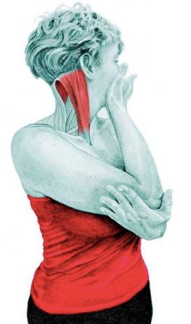 Anatomi peregangan: peregangan Rotator leher