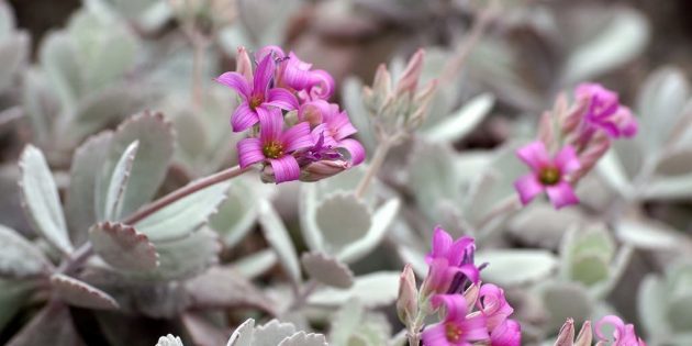 Succulents: Kalanchoe pumila