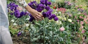 Menabur eustoma untuk pembibitan: kapan dan apa yang harus dilakukan agar bunganya sudah di bulan Juni