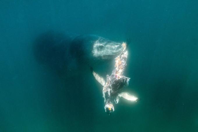 Antartika: foto anjing laut macan tutul