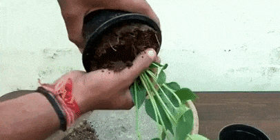 Cara transplantasi Anthurium: air tanaman dan setelah 7-10 menit, menghapus dari panci