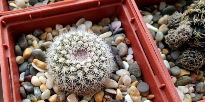 Cara merawat kaktus: Pot untuk kaktus