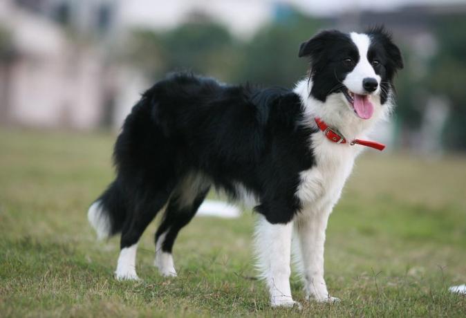 Top 10 paling cerdas anjing trah: Border Collie
