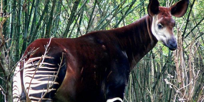 Okapi di Disney's Animal Kingdom