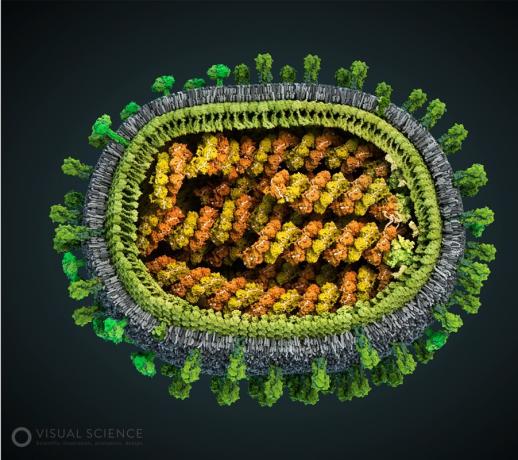 Model virus influenza