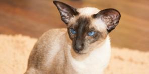 Kucing Siam: deskripsi ras, karakter dan perawatan