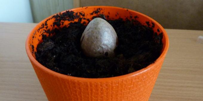 Bagaimana untuk tumbuh alpukat dari batu: Batu di dalam pot