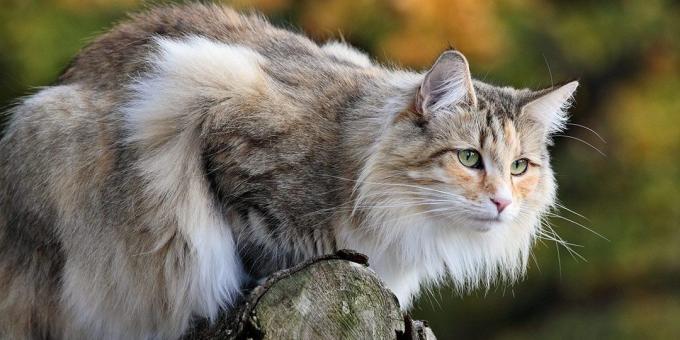 Besar kucing trah: Norwegia Forest