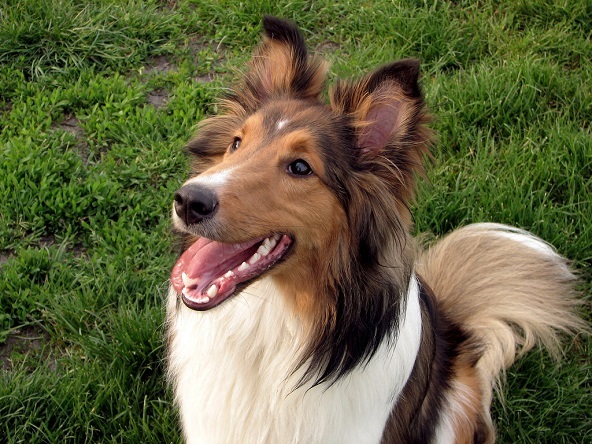 Top 10 paling cerdas ras anjing: Shelties