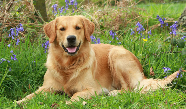 Top 10 paling cerdas ras anjing: Golden Retriever