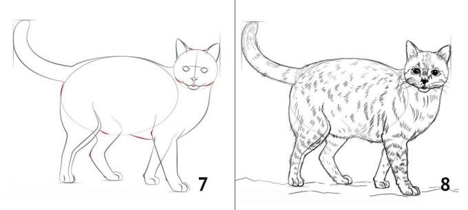 Cara menggambar kucing