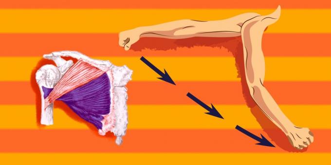 Latihan pada otot dada: memuat lebih dari bagian bawah otot dada, Anda telah yang dialokasikan ke arah bahu untuk menerjemahkan ke depan dan ke bawah