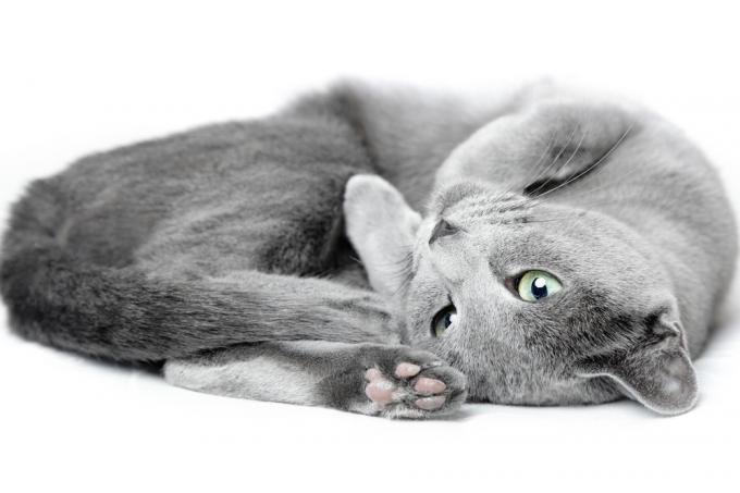 Russian Blue Cat