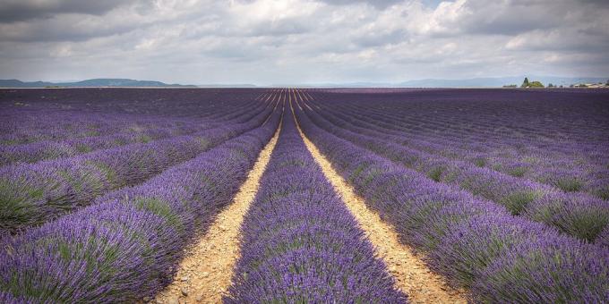 Mana harus pergi di Eropa: lapangan Lavender, Provence, Perancis