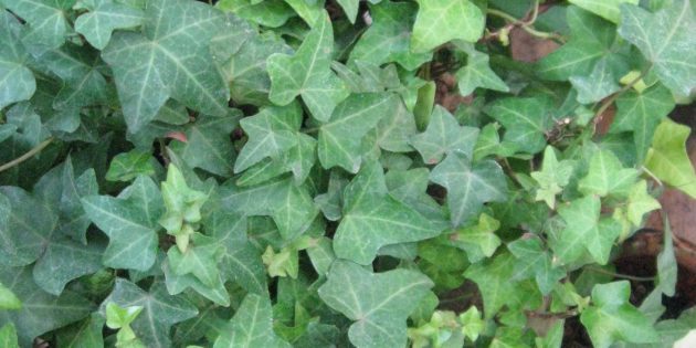 tanaman hias naungan: Hedera (ivy)