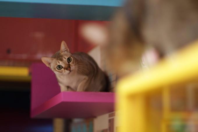 ras kucing pintar: Singapura