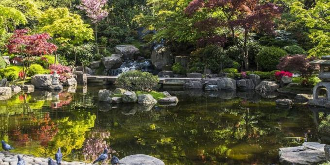 Apa yang harus melihat di London: Jepang Kyoto Garden di Holland Park