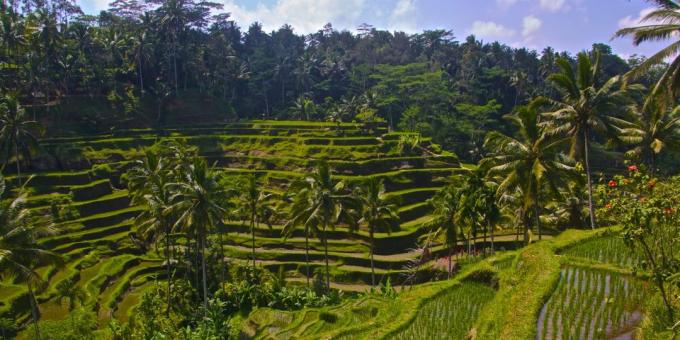 wilayah Asia sengaja menarik wisatawan: sawah Tegallalang, Indonesia
