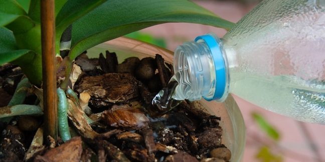 Cara air anggrek: Cobalah untuk mendapatkan tanaman itu sendiri saat air dituangkan
