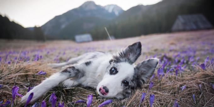 Bagaimana membuat foto yang indah anjing: kamera dan lensa yang penting