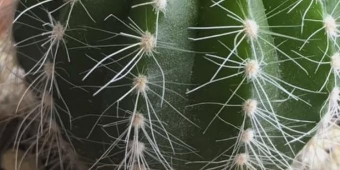 Cara merawat kaktus: Spider tungau
