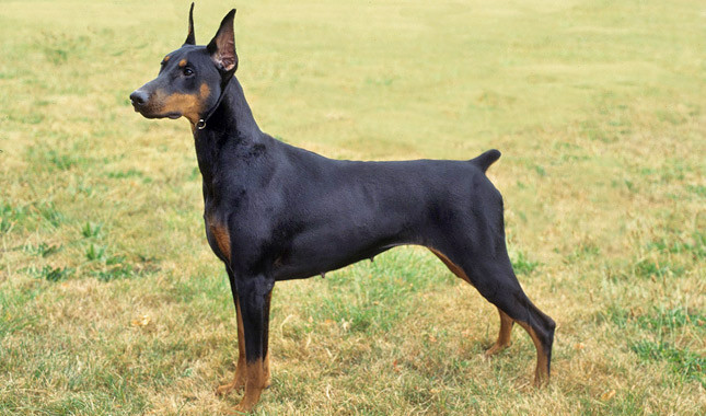 Top 10 paling cerdas ras anjing: Doberman