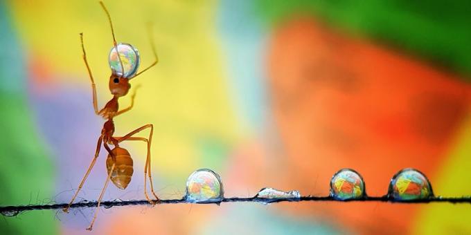 2019 terbaik gambar: Ant dengan drop air