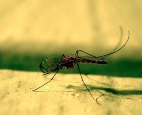 Perlindungan dari "pengisap darah": rumah solusi untuk nyamuk dan hama lainnya