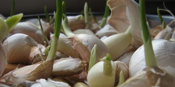 Bagaimana untuk tumbuh bawang putih di rumah