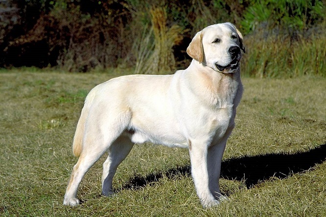Top 10 paling cerdas anjing trah: Labrador Retriever