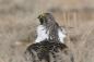 "Sekarang seekor burung akan terbang": 10 foto terbaik dari kompetisi National Audubon Society