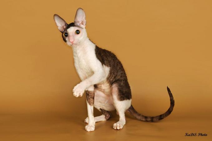 ras kucing pintar: Cornish Rex