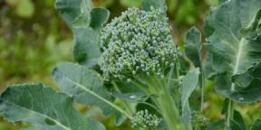 Cara menanam dan merawat brokoli untuk panen yang baik