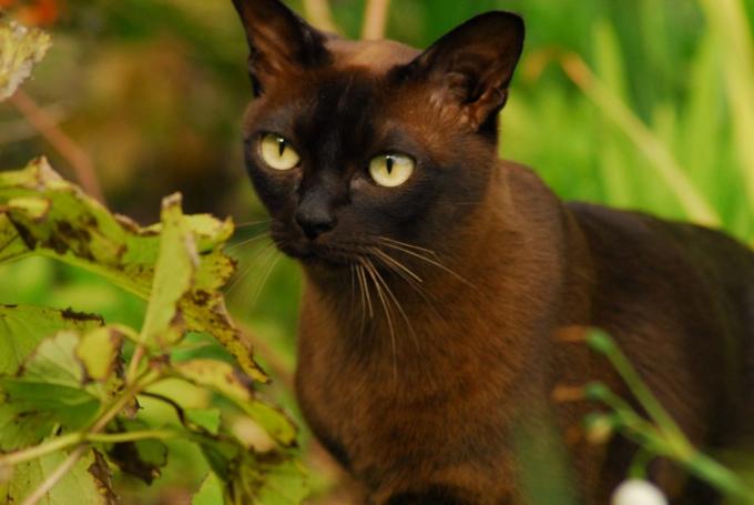ras kucing pintar: Burma