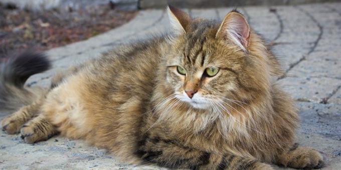 Besar kucing keturunan: Siberia
