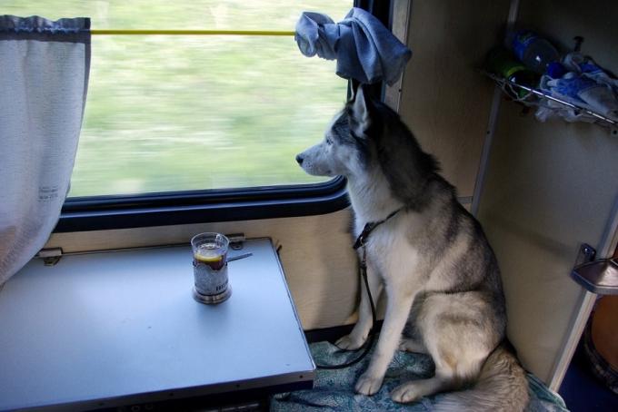 Transportasi hewan di kereta api