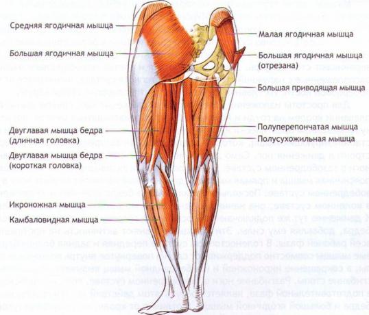 Otot-otot yang membantu kita untuk menjaga keseimbangan