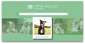 Ambil - inovasi dari Microsoft, yang akan mengambil anjing Anda di foto Anda