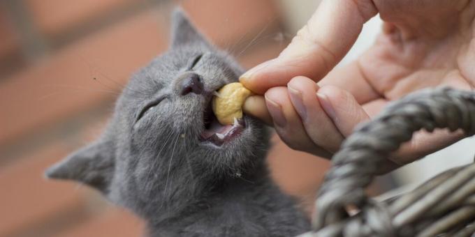 Cara memberi makan kucing biru Rusia