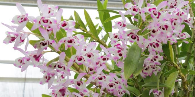 Cara merawat anggrek Dendrobium