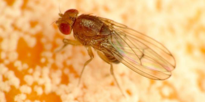 Bagaimana menyingkirkan Agas dalam warna kamar: Drosophila