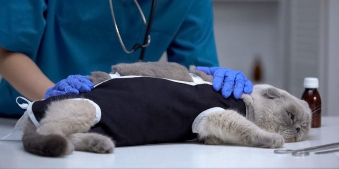 Merawat kucing setelah sterilisasi