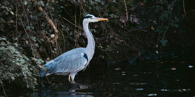 Kelangsungan Hidup Satwa Liar: Jangan Pergi Burung untuk Menemukan Air