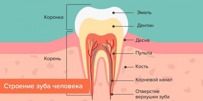 Dimana karies: Struktur gigi manusia