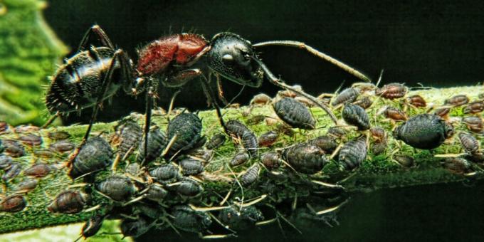 Kesalahpahaman dan fakta menarik tentang hewan: makhluk paling kuat di dunia adalah semut