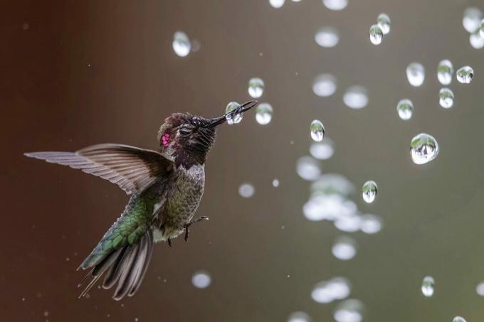 Foto burung terbaik dari kompetisi National Audubon Society
