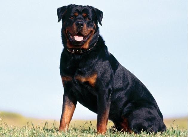 Top 10 paling cerdas ras anjing: Rottweiler